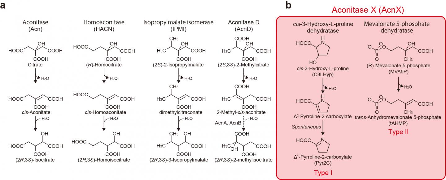 Figure 1. Schematic reactions of aconitase superfamily members.