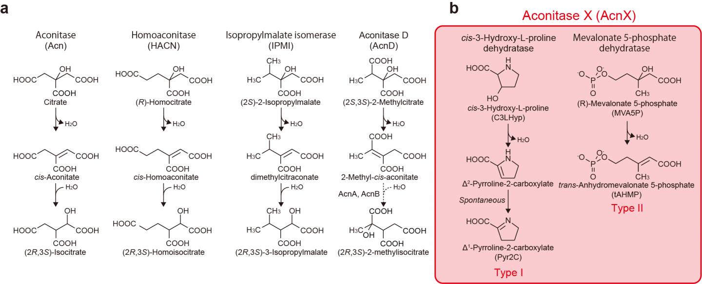 Figure 1. Schematic reactions of aconitase superfamily members.