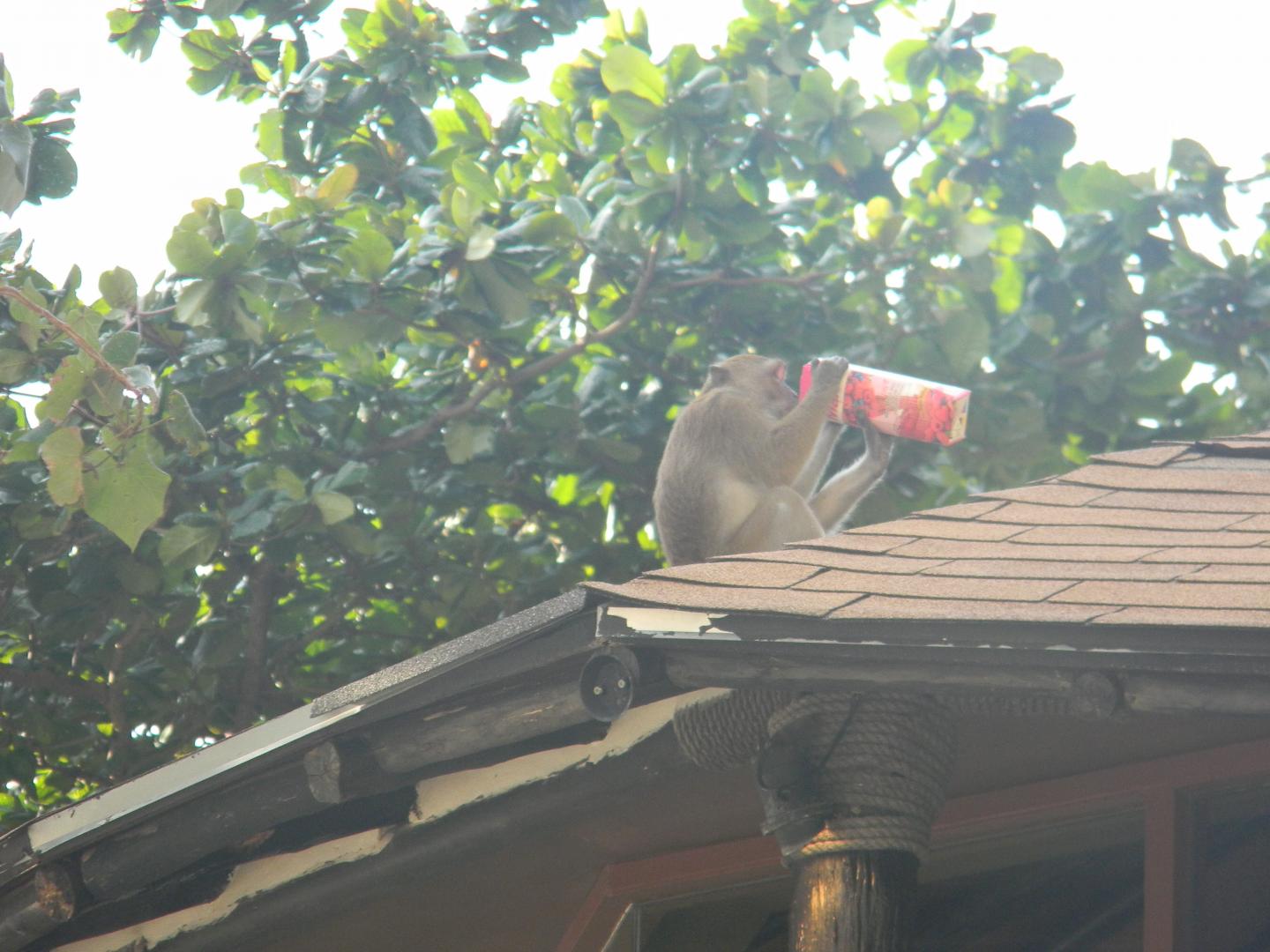 Macaque Drinking from Carton