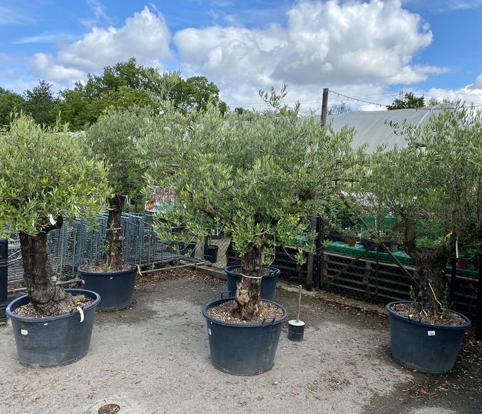 Potted olive trees