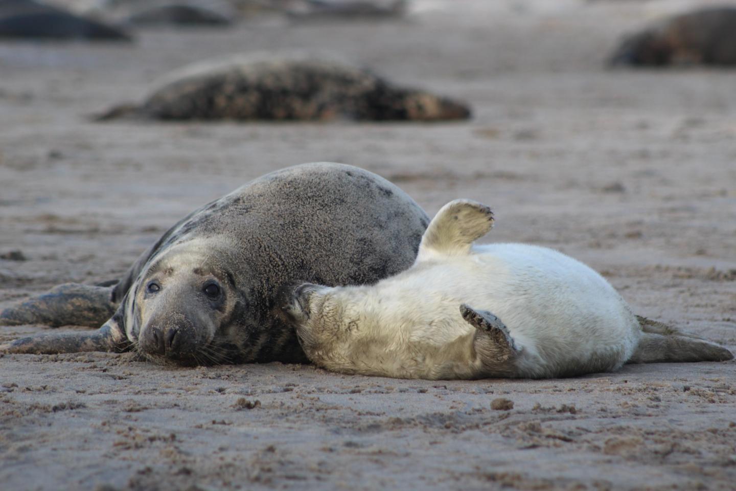 Seal Mother and Pup Pair