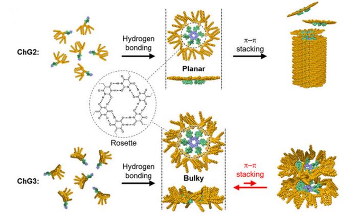 Influence of dendron size on self-assembly of chlorophyll molecules.