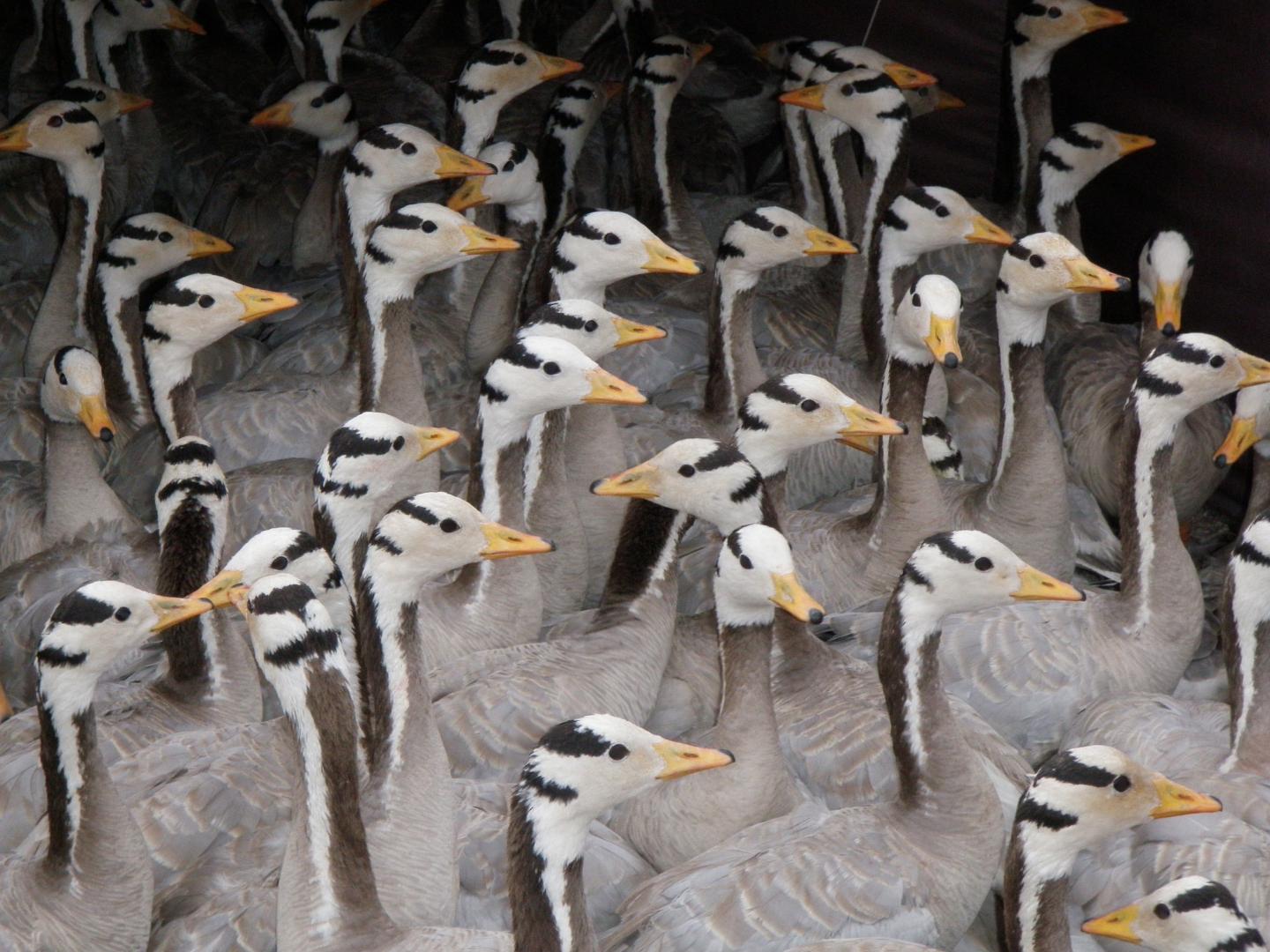 Geese Use 'Roller Coaster' Strategy to Fly Over Himalayas (11 of 12)