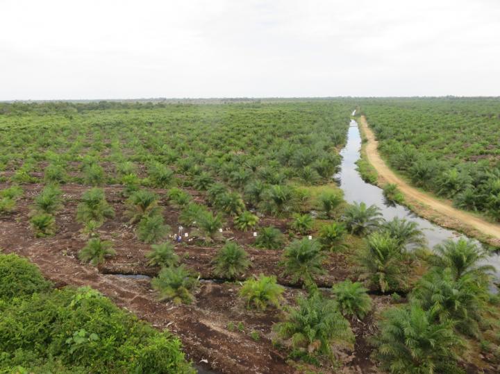 Sampling Greenhouse Gases in an Oil-Palm Plantation on a Drained Peat In Klias, State of Sabah, Mala