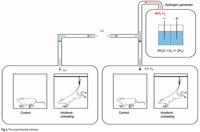 Fig. 1. The experimental scheme.