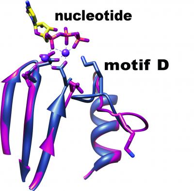 Viruses' Coping Mechanism Demystified, Opening the Door to New Vaccine Strategies