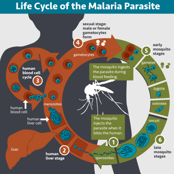 Lifecycle of the malaria parasite in a person