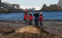Students and a Teacher on the Shore Next to An Elephant Seal