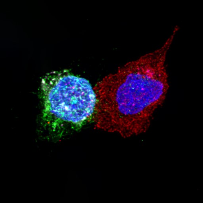 CD8+ T cells of an HIV controller in contact with HIV-infected CD4+ T cells. CD8+ T cells (red) of a controller in contact with HIV-infected CD4+ T cells (viral protein gp120 stained green). The cell nuclei are in blue. The cytotoxic molecule granzyme B i