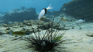 Fish feeding on a dying D. setosum urchin in the Mediterranean Sea