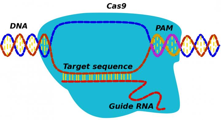 CRISPR-Cas9