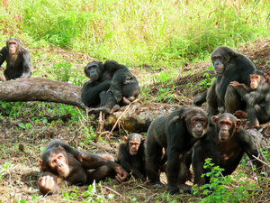 Male and female chimpanzees