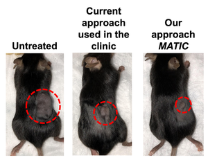 Mice treated with tumor-infiltrated lymphocytes