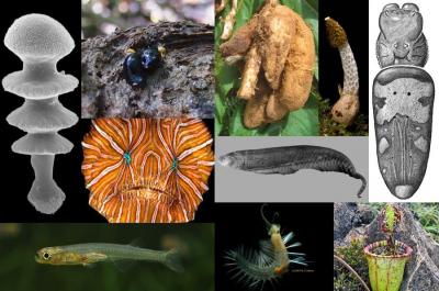 Composite of Top 10 New Species