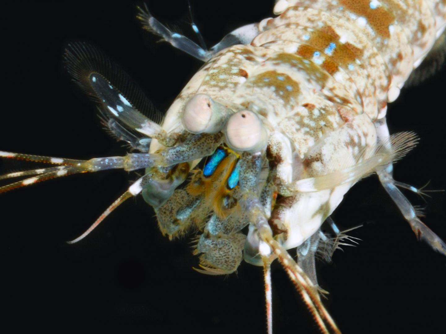 Mantis Shrimp