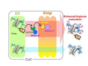 Passport sequence tag promotes glycan maturation