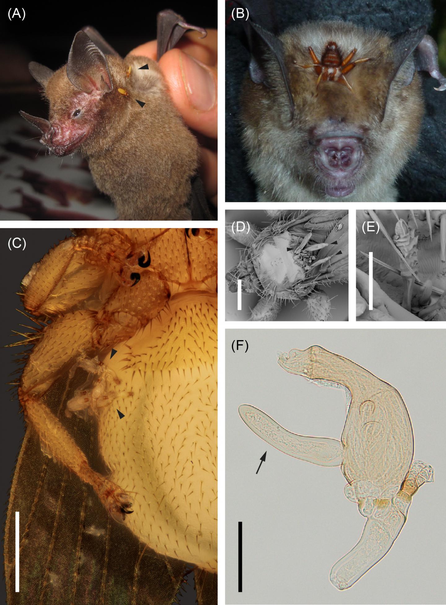 Illustrating the Bat-Bat Fly-Laboulbeniales Tripartite System