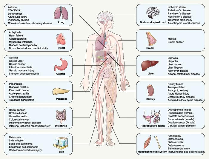 The mechanism of ferroptosis and its related diseases