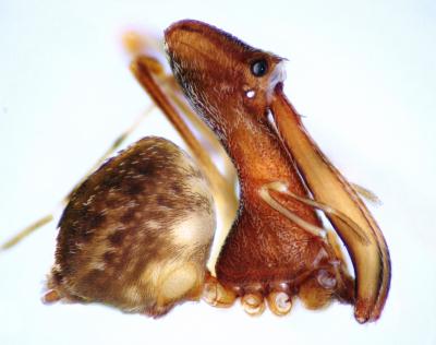 New Pelican Spider Species, <em>Eriauchenius milajaneae</em>