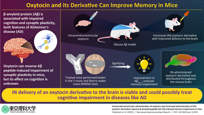 Oxytocin and its derivative can improve memory in mice