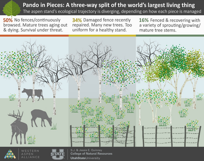 Pando in Pieces Infographic