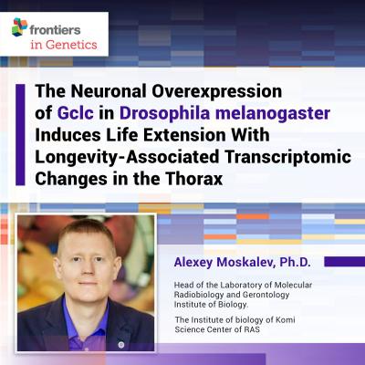 Moskalev Lab Published a New Study on the Influence of Pro-Longevity Gene Gclc