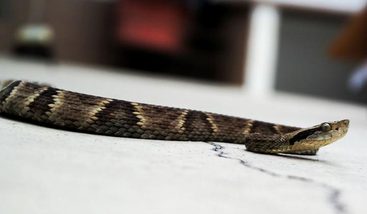 Researchers Report on the Sweet Side of Snake Venom