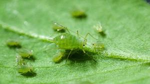 Bluegreen aphids on leaf