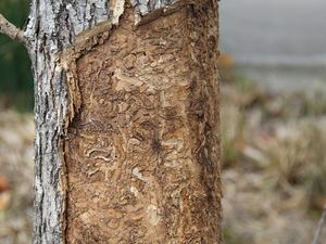 dead ash tree