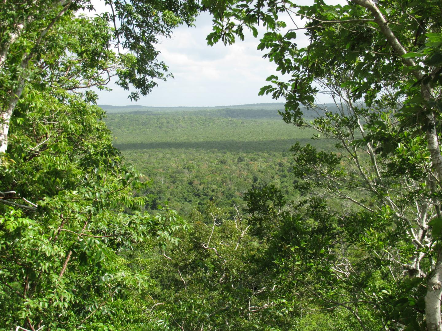 Guatemalan Forest