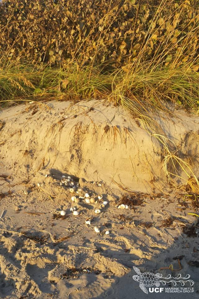 Exposed Sea Turtle Eggs
