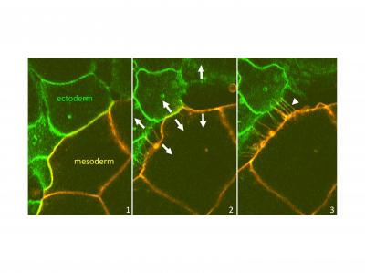 Repulsion at the Boundary between Ectoderm and Mesoderm