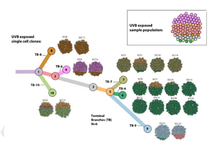 Cell Tree