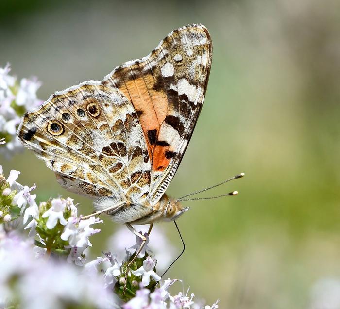 Painted lady butterfly