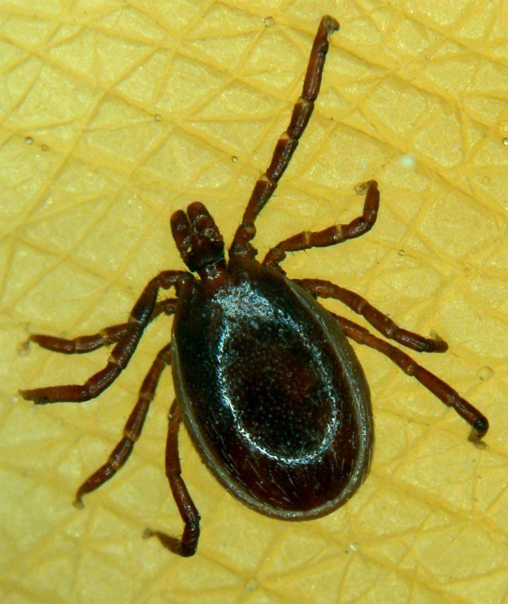 <i>Ixodes ricinus</i>