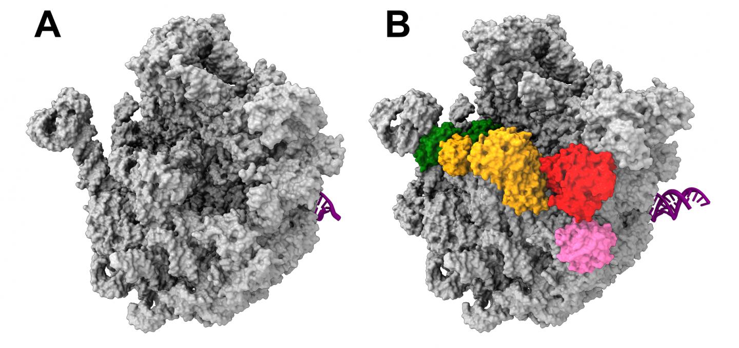 Bacterial ribosome