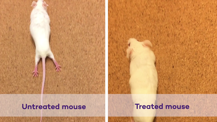 Untreated vs. treated mouse