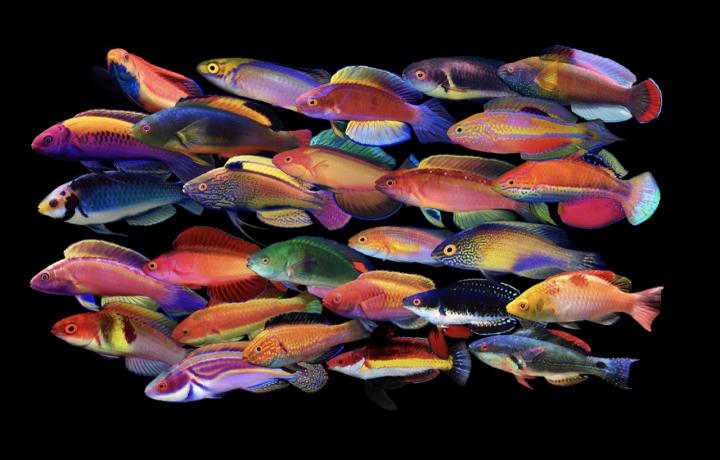 Fairy wrasses