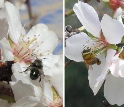 Orchard Bee and Honey Bee