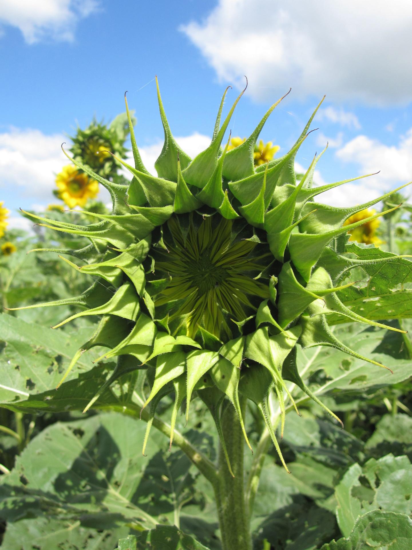 Sunflowers Look on the Bright Side - And Benefit From It (2 of 7)