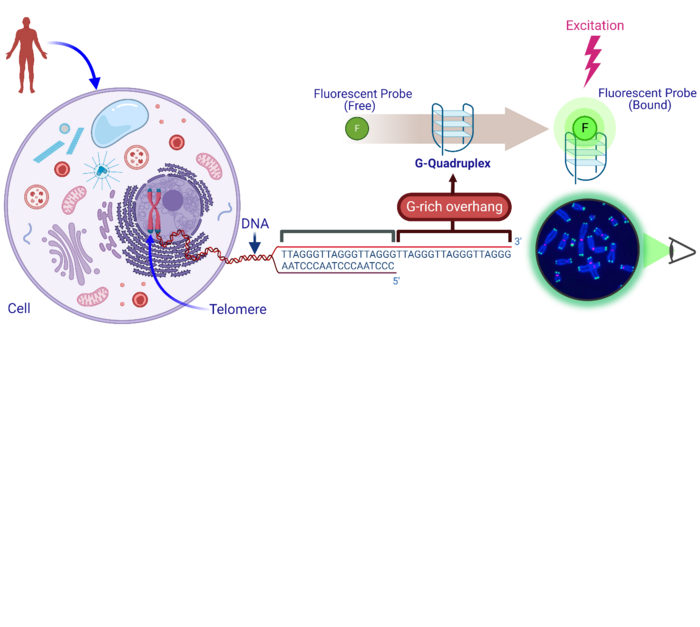 Review of fluorescent probes for detecting G EurekAlert!