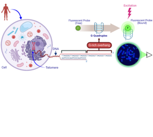 Review of Fluorescent Probes for Detecting G-Quadruplex DNA