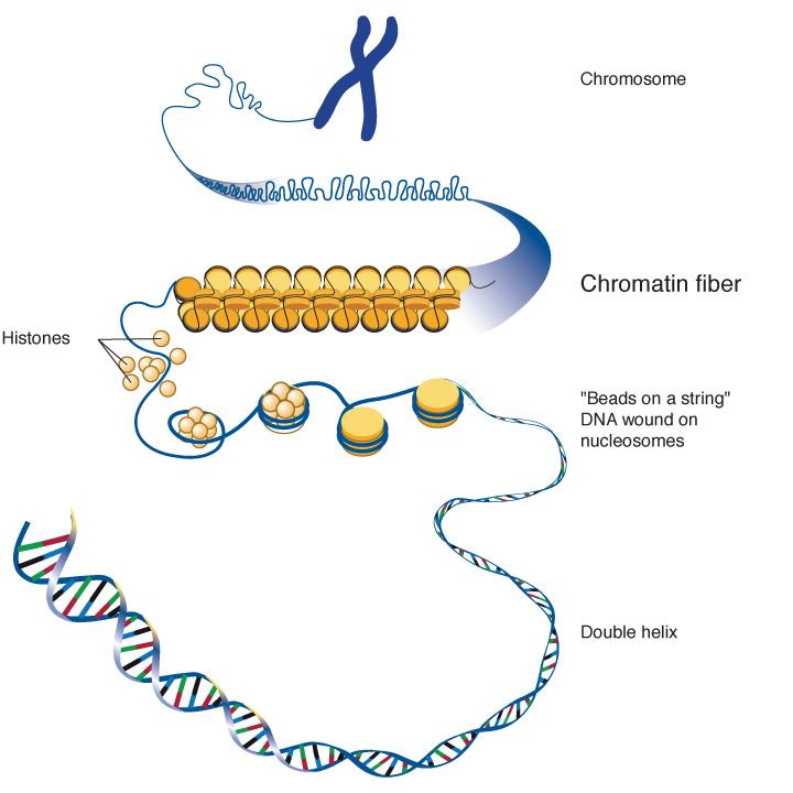 Nucleosomes