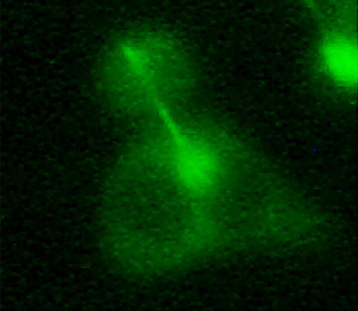 Detail of the Cell Interior during the Cell Division Process