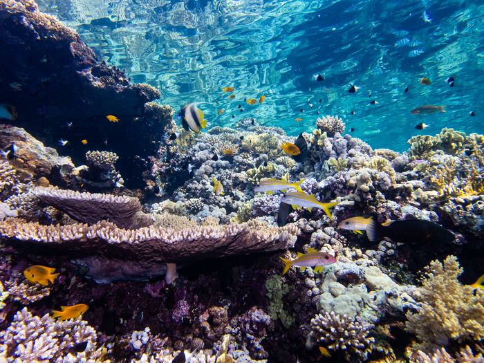 Coral reefs in the Gulf of Eilat/Aqaba