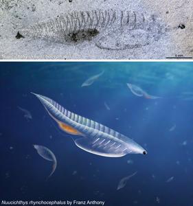 Nuucichthys.jpg