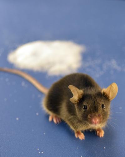 Comparing Strains of Lab Mice Reveals Mutations (2 of 9)