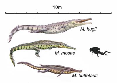 Three Species of Ancient Crocodile