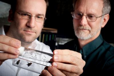 John Werren and Christopher Desjardins, University of Rochester