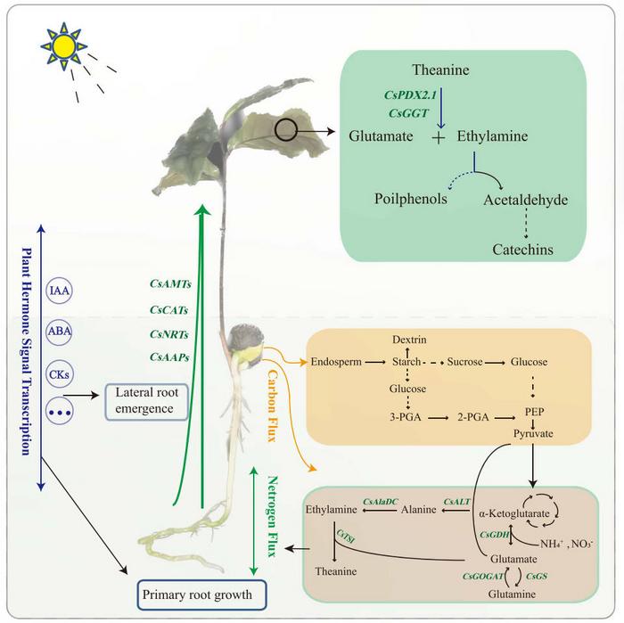 Diagram of carbon and nitrogen metabolism and hormone signaling patterns during the development of tea seedling.